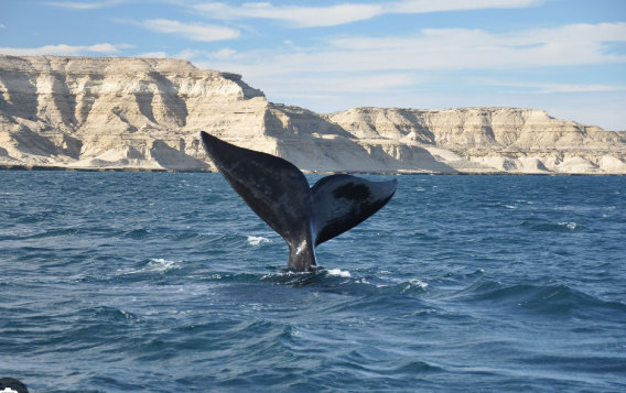 PUERTO MADRYN